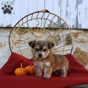 Uriah, Morkie / Yorktese Puppy